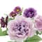 Purple Mixed Hydrangea Bush by Ashland&#xAE;